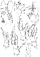 Espce Pseudodiaptomus marinus - Planche 12 de figures morphologiques